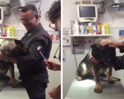 Big Bad Police Dog Is a Scaredy Cat at the Vet’s Office