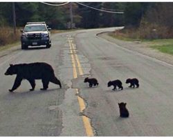 Police Rescue Little Bear Cub Who Was Too Weak To Cross The Street With His Family