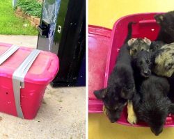Shelter Worker Is Horrified To Find Dying Puppies Packed In A Taped Box In Rain