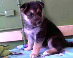 Puppy Cries Himself To Sleep After Being Dumped At Kill Shelter By His Family