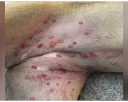 Veterinarian Posts Warning About Dogs Breaking Out In Red Splotches