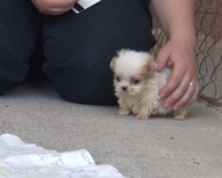 They Introduce This Rescue Pup To A New Friend – And It’s Too Adorable For Words