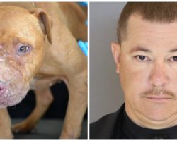 Illegal Dogfighting Operation Busted, Suspect Faces 135 Years In Prison