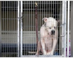 Sad Photo Of Hopeless Dog Dumped At Shelter Captures Hearts And Clicks