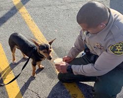 Couple left pup in blistering hot car while they shopped for an hr – not charged