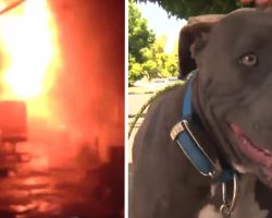 Pit Bull Is Seen Dragging Baby By The Diaper, Turns Out The House Is On Fire