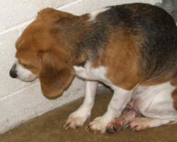 Scared Shelter Dog Was Constantly Ignored, Until One Man Showed Up