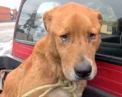 Senior Dog Abandoned By His Family, Found Depressed On Street And Begging For Food