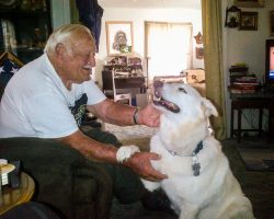 Senior Veteran Rescues Fellow Sailor’s Senior GSD From Euthanasia