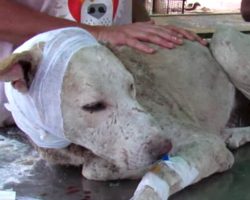 Severely Injured Dog Hides And Waits To Die, But These Angels Find Him Just In Time