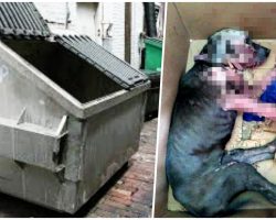 She Wagged Her Tail From Inside A Sealed Box In Dumpster- Til Someone Finally Heard