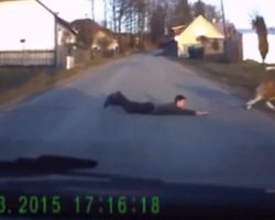 Dashcam Catches St. Bernard Dragging Boy Across The Road