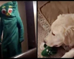 Dog’s Favorite Toy Comes To Life (And She Loses Her Mind!)