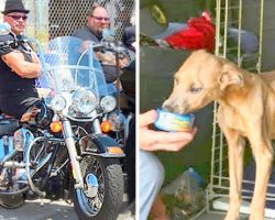 Tattooed Biker Gang On A Mission To Save Abused Pets, Confront Abusive Owners
