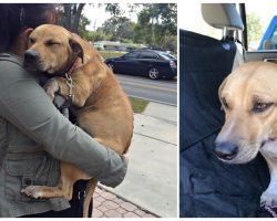 Terrified Dog Won’t Stop Hugging Her Rescuers