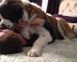This Saint Bernard Loves His Dad So Much He Gives Him A Big Hug Every Time He Comes Home!