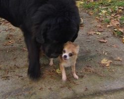 Tiny Chihuahua Helps Her Big Dog Friend From Being Dognapped!