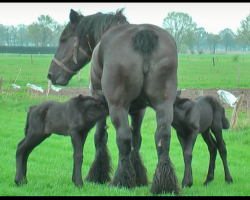 Rare 4 Day Old Twin Horses Love on Mama Horse, Video Leaves Us Swooning