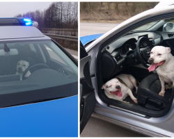 Two Lost Dogs Wander Onto Highway, Find Refuge By Stealing Police Car