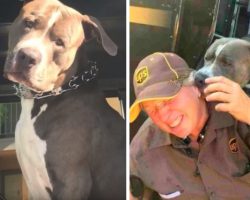 Pittie’s Owner Dies, And He Wants Nothing More Than To Be Adopted By His UPS Driver
