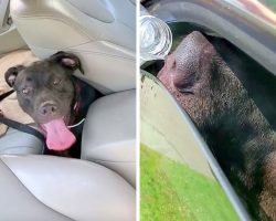 Veteran Sees Puppy Dying In Hot Car And Breaks The Law To Save Him