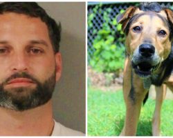 Man Thinks He Can Sexually Assault His Dog And Get Away With It Until Police Show Up