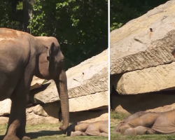 Worried Mama Elephant Can’t Wake Her Baby, So The Human Steps In To Help