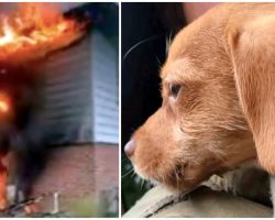 Firefighters Rescue Tiny Puppy Trapped In Basement As Home Burns To The Ground