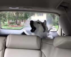 Husky Isn’t Happy With Mom After Spending All Day At The Vet