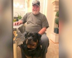 Veteran Spends Night In Car After Hotel Denies Him Room Due To His Service Dog