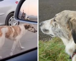 Abandoned Dog Searches For Human Love And Desperately Chases After People’s Cars