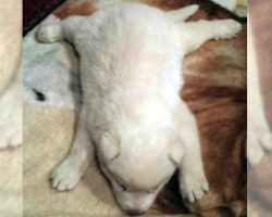 An All-White Siberian Husky Pup Was Scheduled For Euthanasia At Birth