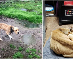 ‘Bad Dog’ Was Chained To A Pole In Mud For 5 Years And Feels Warmth For First Time