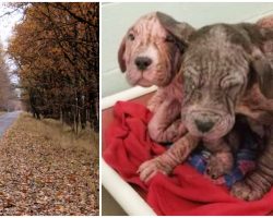 Dumped Bald Puppies Clung On As Traffic Whizzed Past, Kiss Every Human They Meet
