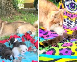 PTSD Service Dog Doubles Up As Foster Mama For 7 Dying Kittens Dumped In A Box