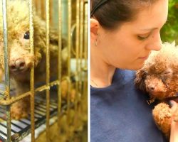 She Was Caged In Dark Puppy Mill Basement & Used As A Puppy Machine All Her Life