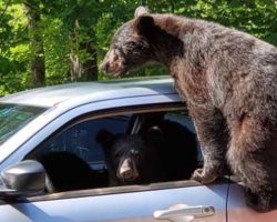 Man Goes Outside And Sees A Family Of Bears Trying To Steal His Car