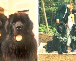 Hockey Star Murray Chooses His Dogs To Be His Groomsmen, And They Don’t Disappoint