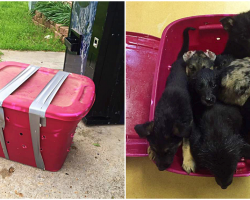 Rescue Finds Bin Of Soaking Wet Puppies At Their Door And Writes Powerful Plea Online