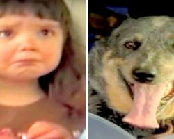 3-Yr-Old Girl Gets Lost In The Wilderness, Dog Protects & Keeps Her Warm All Night
