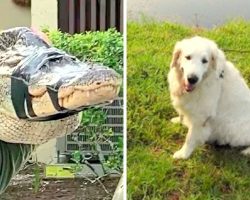 75-Yr-Old Grandpa Kicks & Punches Alligator, Saves Dog From Becoming Gator-Lunch