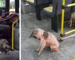 Bus Driver Breaks Rules To Save Two Stray Dogs