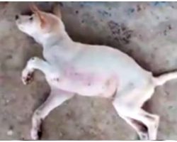 They Walked Past Dying Puppy On Street In Front Of Them As If He Didn’t Exist