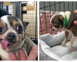 Chihuahua Who Lived In A Deplorable Puppy Mill For 9 Years Gets His First Bed