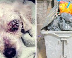 Abuser Beats Dog To A Pulp, Pees On Her Before Throwing Her Away In A Dumpster