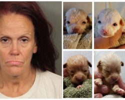Lawyer Tells Judge “Puppies Aren’t People” After His Client Dumps Them In Trash