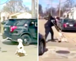 Brutal Cop Repeatedly Tazes Terrified Runaway Dog, Arrests Woman Who Protested