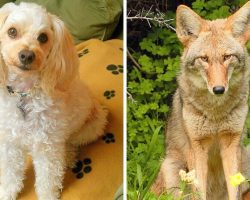 Coyote Uses Dog Door To Break Into Home, Attacks 2 Dogs And Kills One Of Them