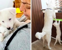 Mom And Pup Rescue Stray Kitten From Construction Site And They’re Best Friends