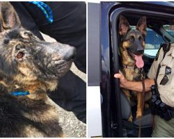 Deputy Helps Emaciated Shepherd Stuck In Blizzard And Adopts Her 5 Months Later